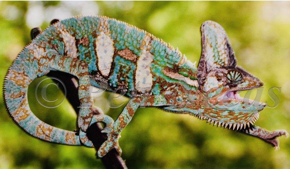 ピエール・モリニエ　Le Chaman et ses Creatures First ever offspring of the Saudi Spurred Chameleon